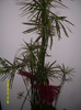 papirus ori ciperius