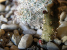 Tephrocactus