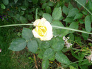 singurul trandafir