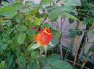 P1010089