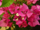 bougainvillea ciclam simplu 22sept2011