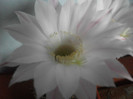 poze 1455