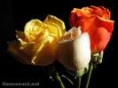 trandafiri-frumosi-in-diverse-culori_5683465099fa8a