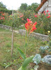 floare de dambovita