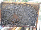 DSCN3174