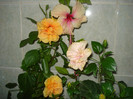 DSC00375