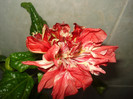 DSC00376