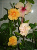 DSC00374