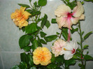DSC00366