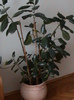 Ficus elastica