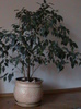 Ficus benjamina