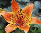 Crinul-Lilium