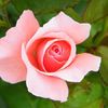 DSCF8184