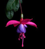 fucsia