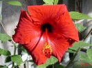 Hibiscus_1_flower