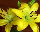 images (1)