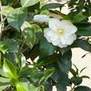 imagini flori Camelia