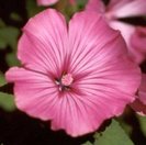 ltjbS-pregateste-florile-verii