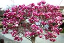 magnolie_mare
