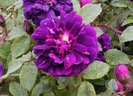 rosa-centifolia-muscosa
