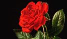rose-02-bg-040106