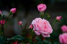 trandafiri-roz-14846x500