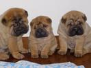 pic138192_caine_Shar_peichow_chow