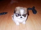 un-catel-pufos-si-adorabil_978114cd606d8e