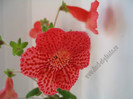 Kohleria Borka