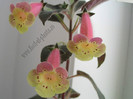 Kohleria Viktoria