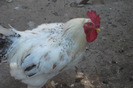 DSCF4263