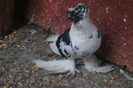 DSCF4288
