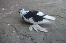 DSCF4329