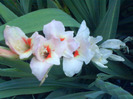 DSC06960