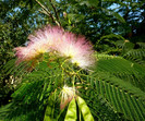 Albizia