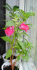 Impatiens balsamina