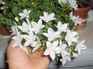 CAMPANULA-isophylla Stela White