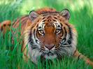 2028_Sumatran_Tiger