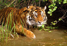 Tiger-Images