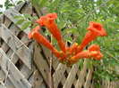 bignonia variegata orange
