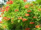 Scarlet Trumpet Vine sau Trompeta din Virginia