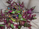 Tradescantia