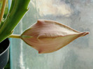 Stapelia Grandiflora