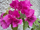 DSC03759