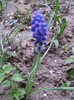 muscari