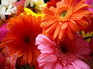 colourful-flowers-wallpapers