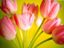 Cool Flowers Wallpapers (8)