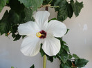 hibi cairo white