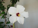 hibi cairo white