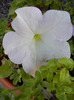 White petunia, 13sept2011